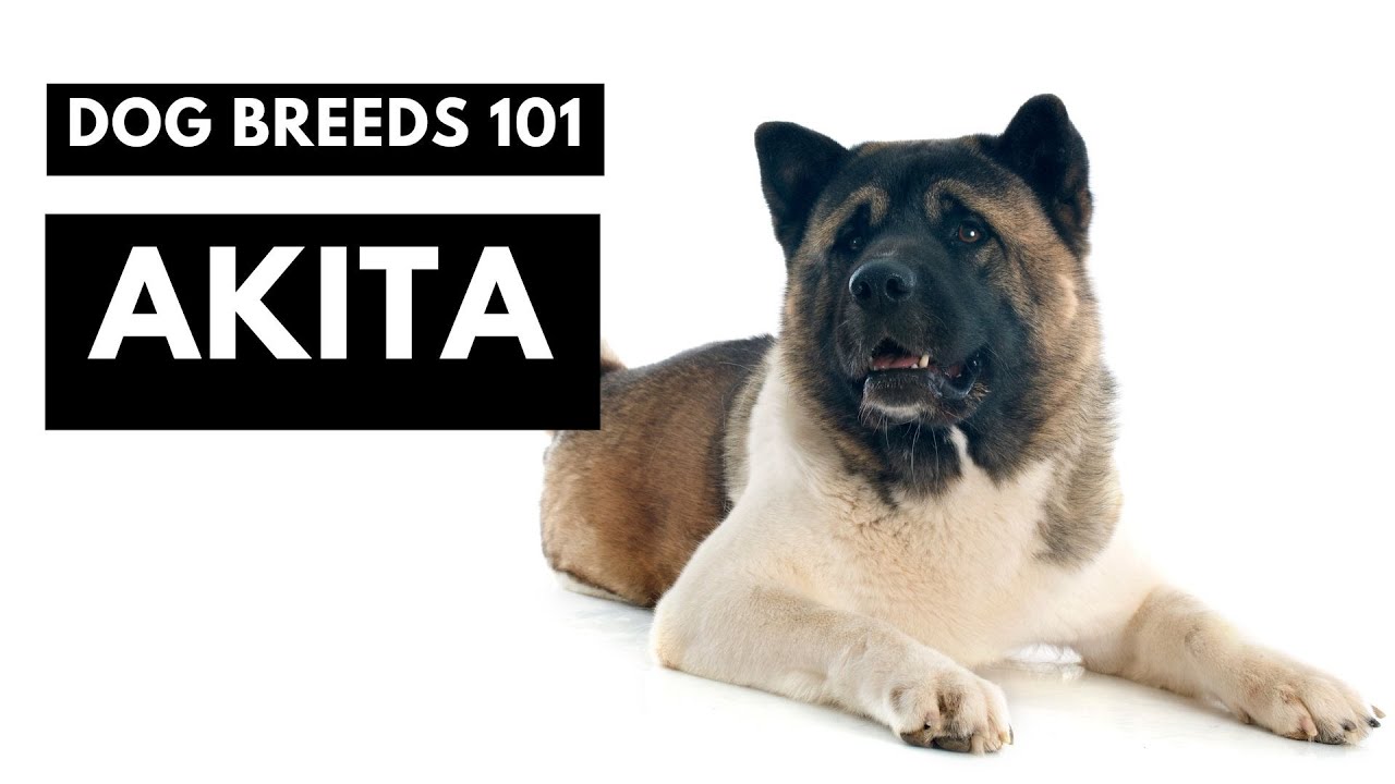 Akita 101: Watch THIS before buying!