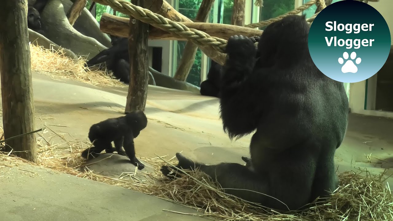 Baby Gorilla Thandie And Her Dad Matadi