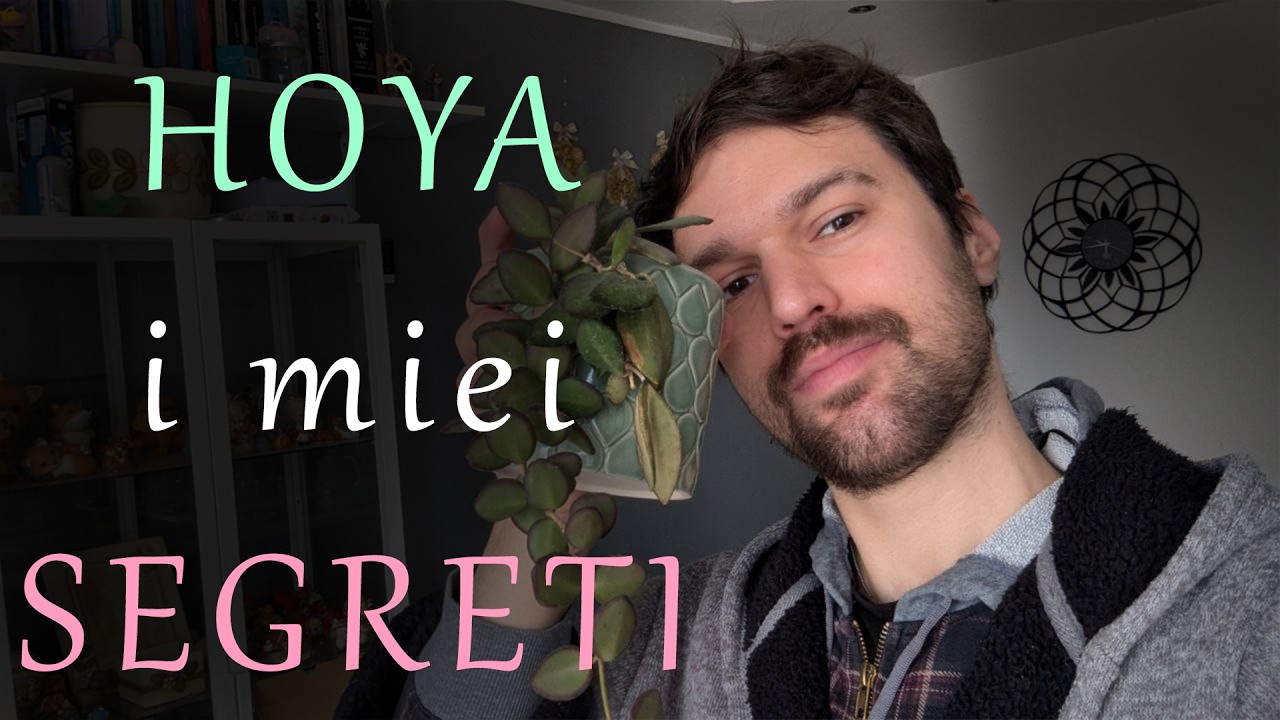 🌿 HOYA: come le coltivo le Indoor - TIPS & SEGRETI📌