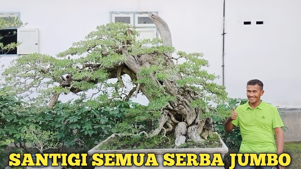 KAKEKNYA BONSAI SANTIGI INI WOW!!! CEK HARGA BONSAI SANTIGI MAS SUDOKO BONSAI JEMBER SELATAN