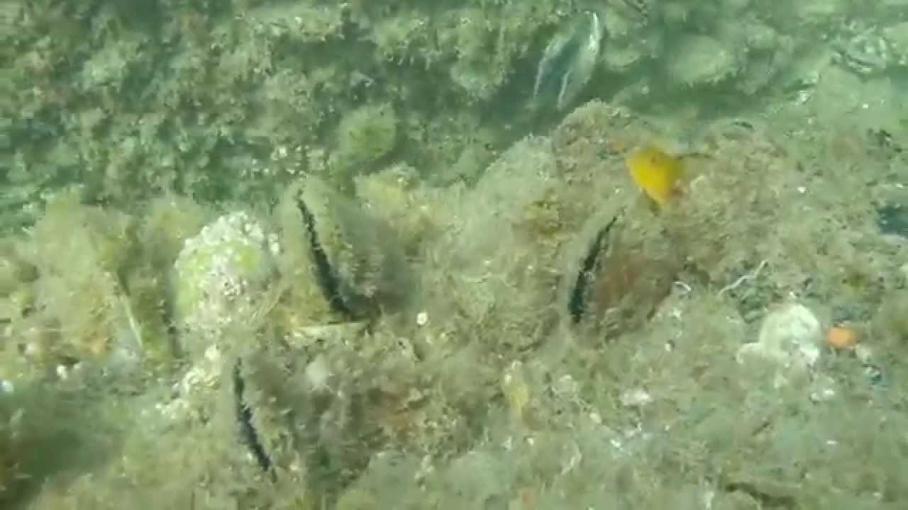 Ringneck Blenny at Eastern Beach (Golden form)