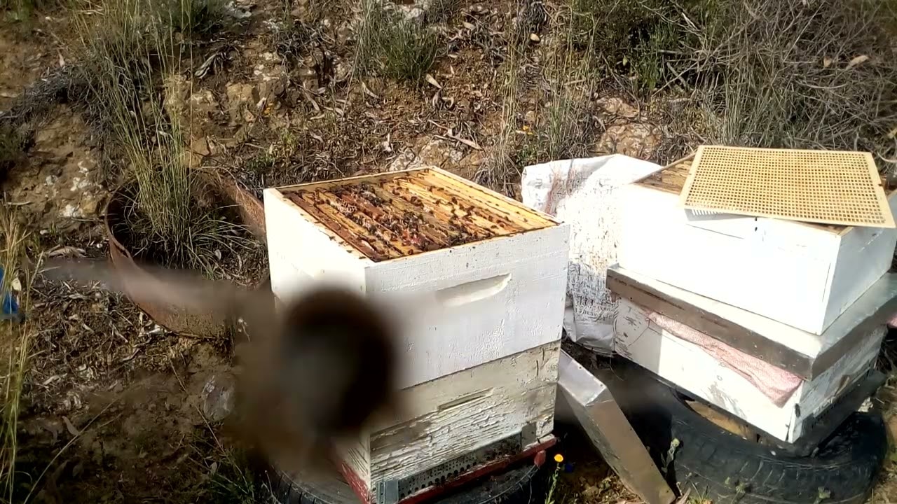 شاهدوا معي كيف نضع العاسلة التانية أو الطبق التاني مع الحاجز الملكي