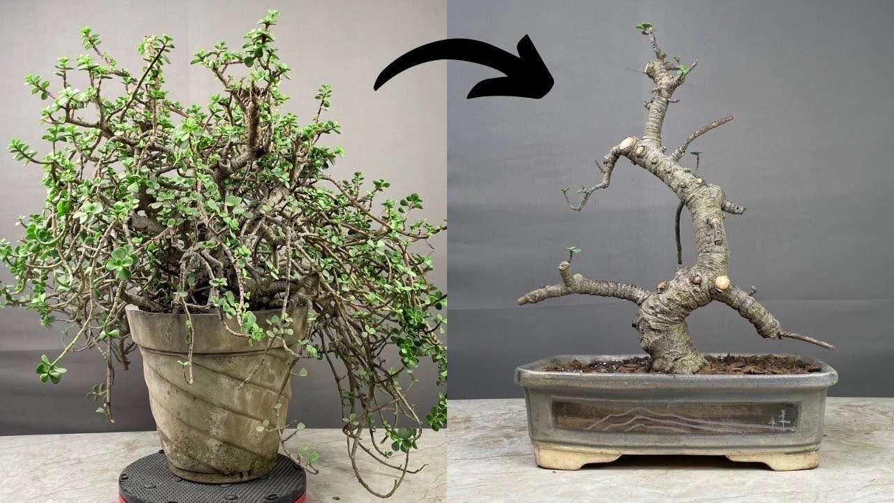 Making Bonsai Tree from Jade Plant | Portulacaria Afra | Pruning | Repotting | Part-1