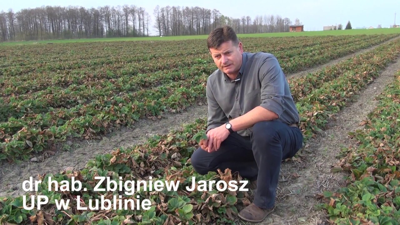 Nawożenie truskawek wiosną, stosowanie nawozów azotowych