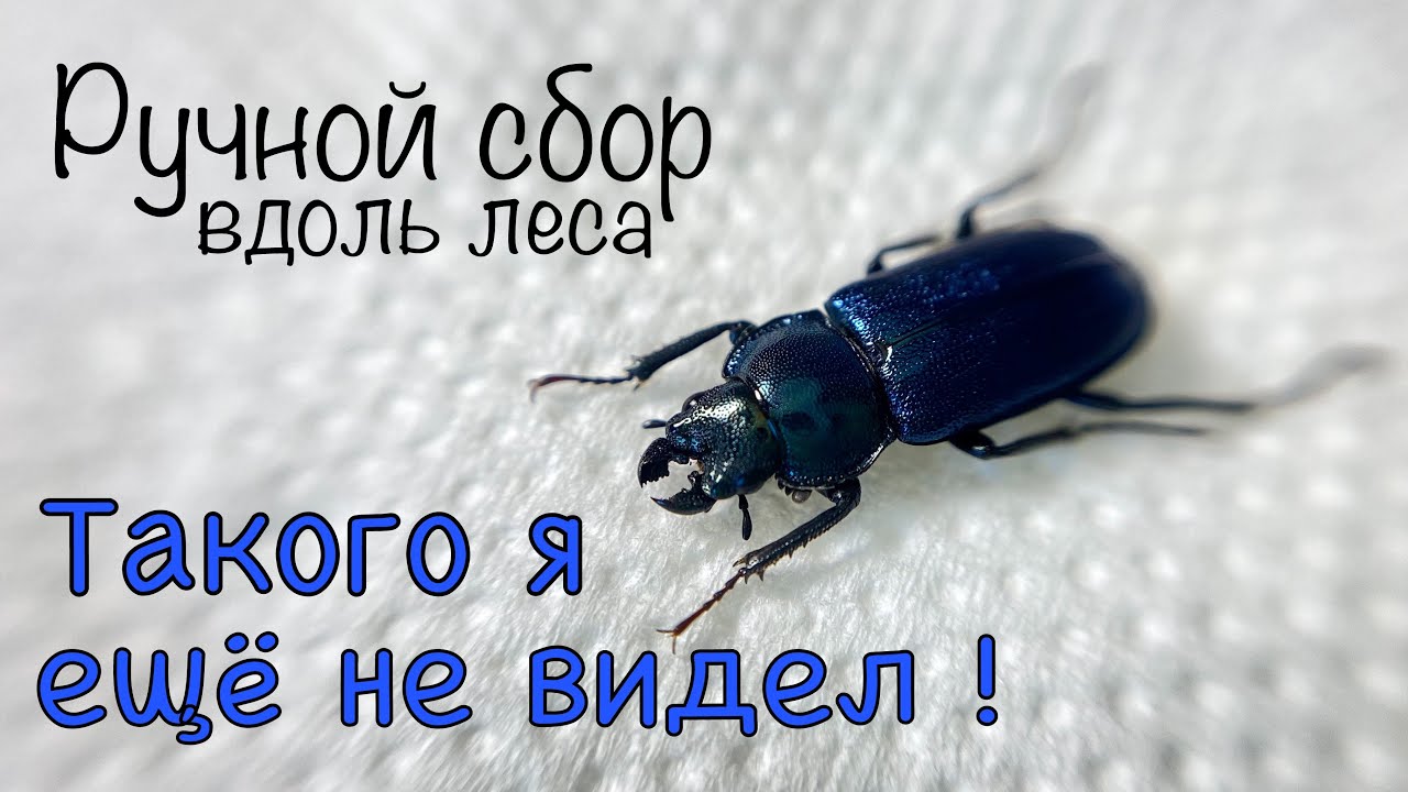 Пойманы в воздухе! Неожиданная находка на энтомологической охоте #энтомология