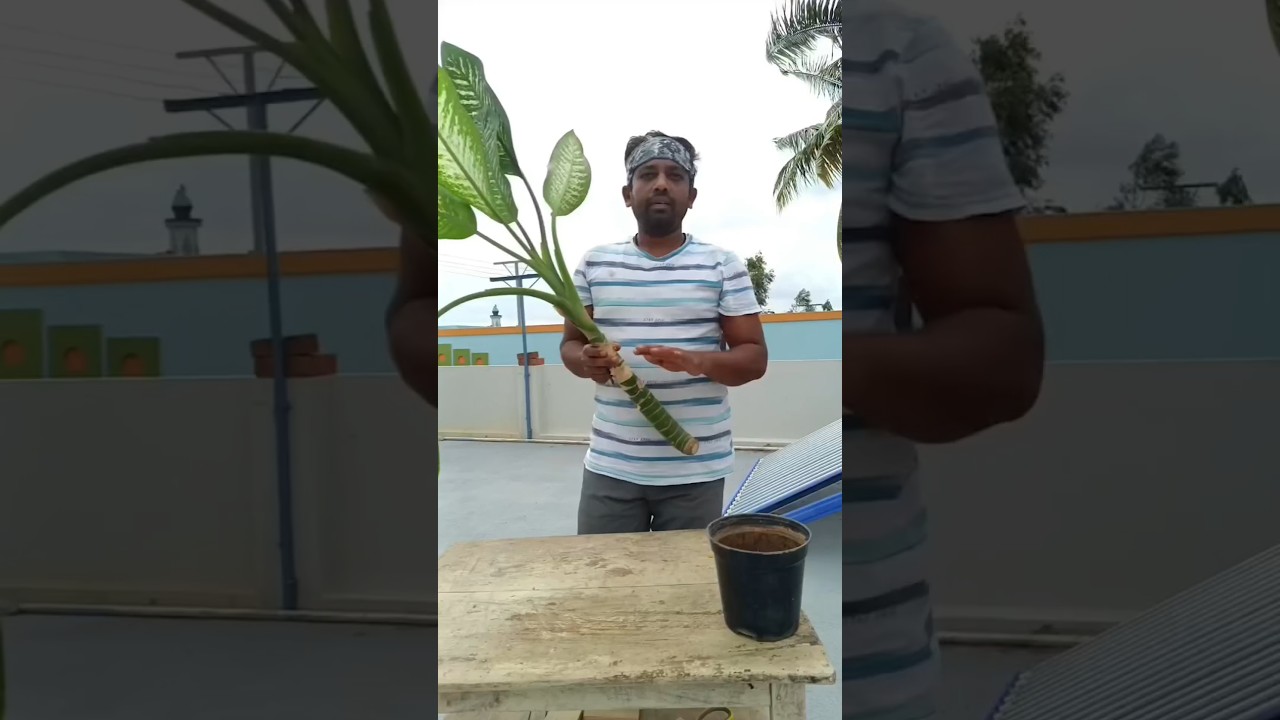 Dieffenbachia propagation in just 30 seconds, #natas_artistry #dieffenbachia #indoorplants #plants