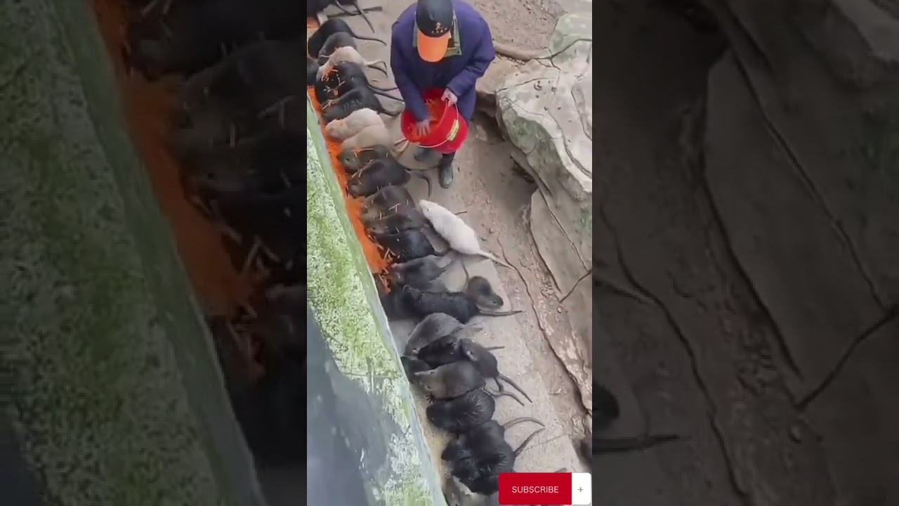 ratos gigantes