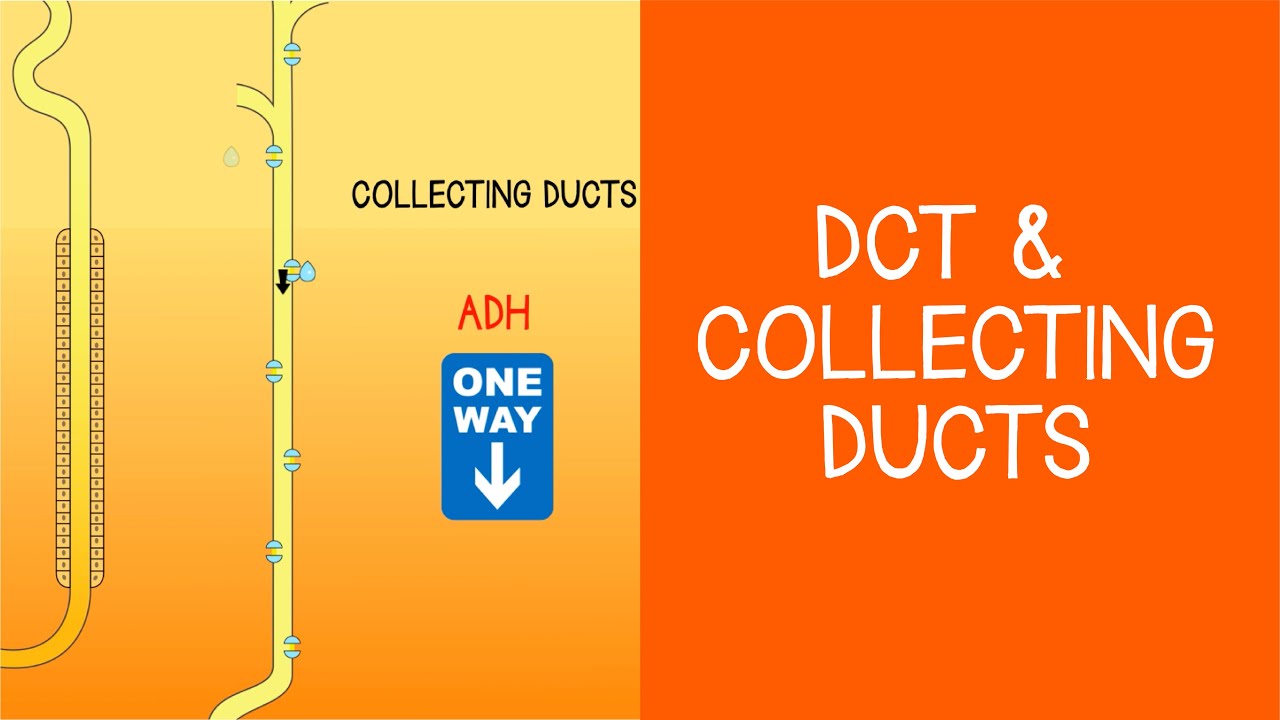 2.5 Почки: DCT и собирательные трубочки