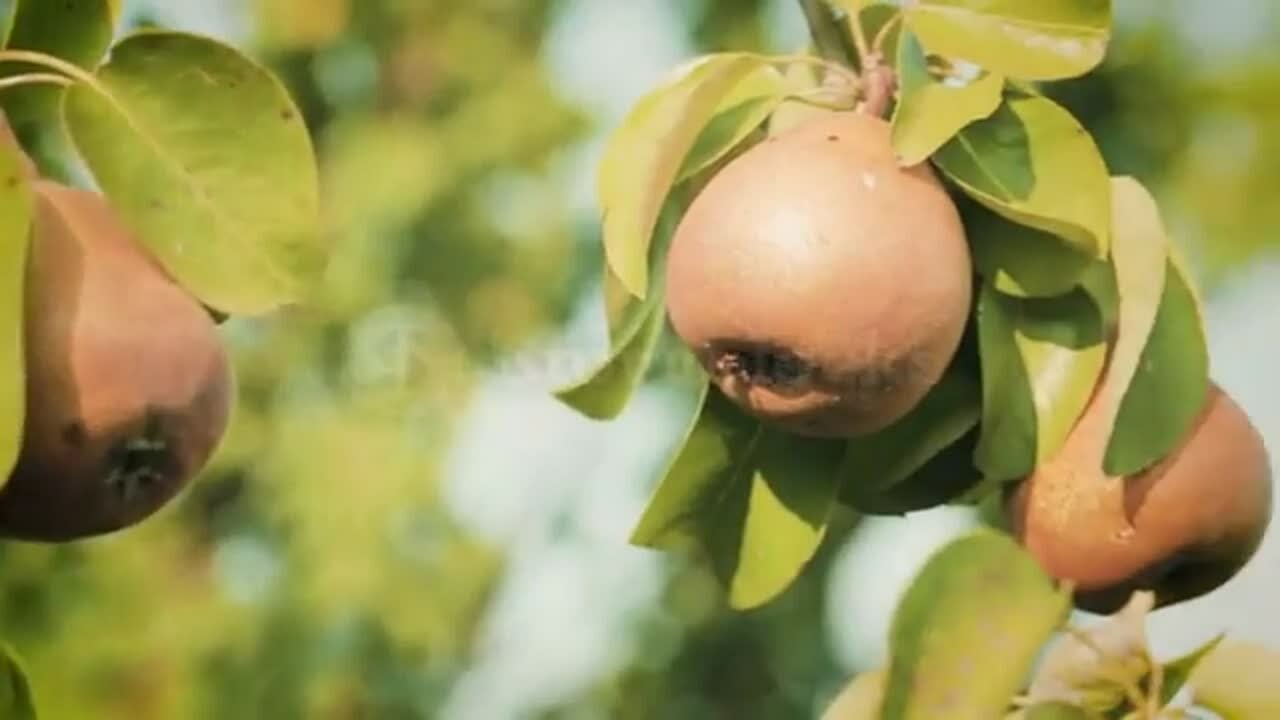 organic-pears-grow-on-a-tree-in-an-orchard-farm-by-summer_vkeypntt-l__3a13e368167dcd3db3fc8162fbe5ce