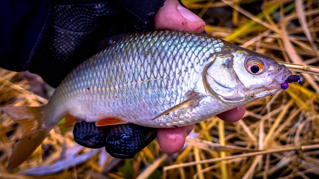 МОРМЫШИНГ НЕ ПОДВОДИТ 👍 СЛОЖНАЯ РЫБАЛКА в ДЕКАБРЕ на РУЧЬЕ