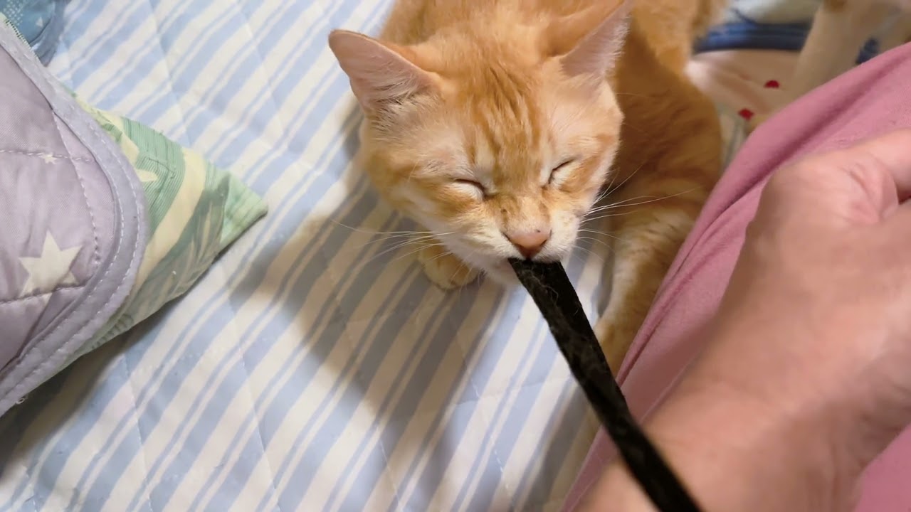 猫がゴムパッチンしてくる
