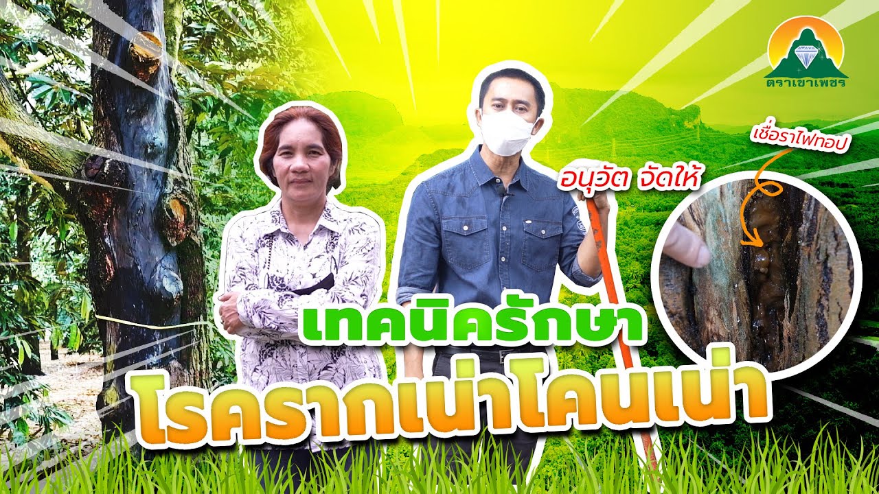 อนุวัฒ จัดให้ พามาดูการแก้รากเน่าโคนเน่าในทุเรียน ของสวนพี่รจนา