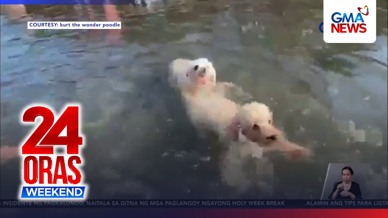 Tips para mapreskuhan ang pets sa tag-init | 24 Oras Weekend