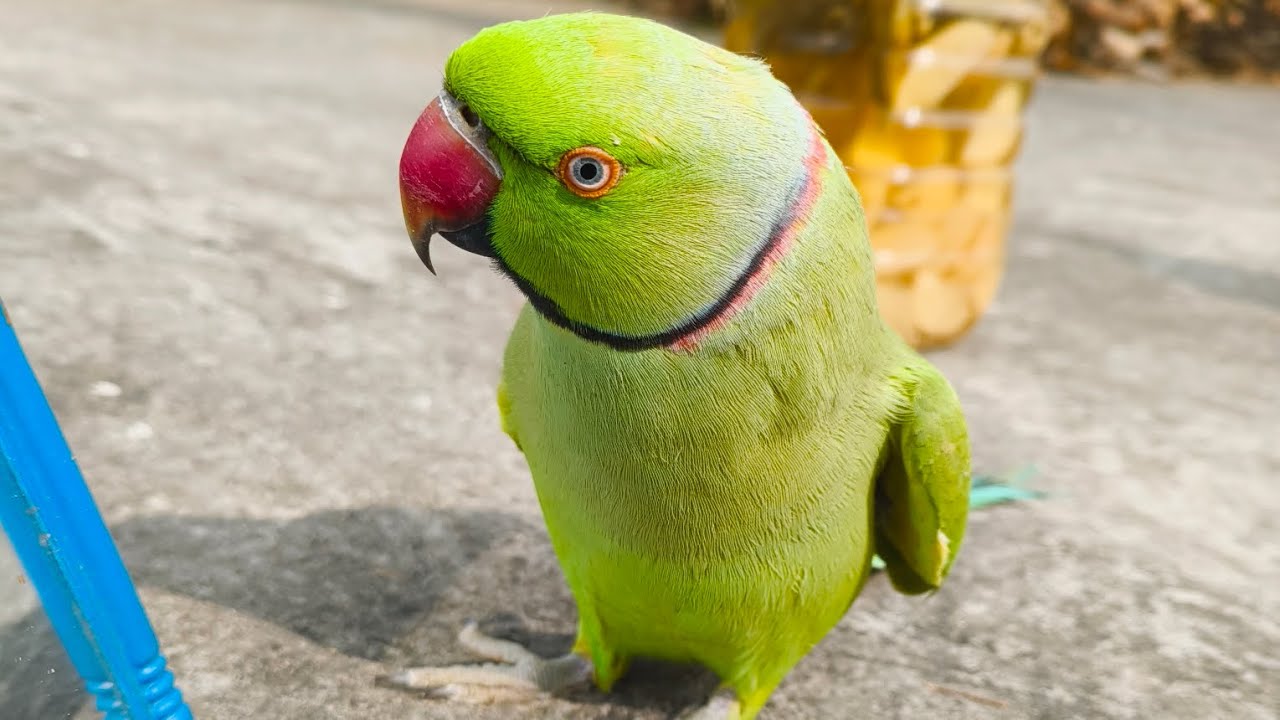 Mithu baby 🦜#ringneckparrot 🦜#वायरल_वीडियो #talkingparot #please_subscribe_my_channel 🙏