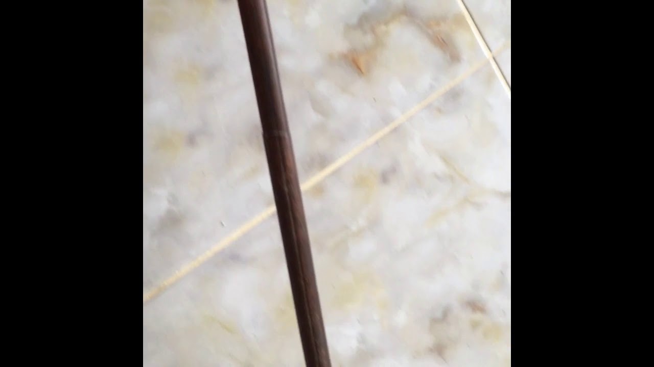 rotan songsang