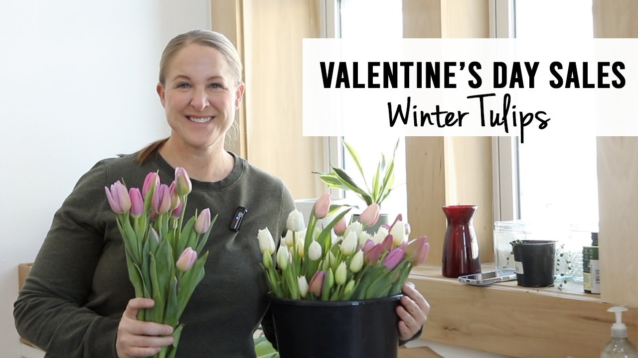 Selling Cut Flowers for Valentine's Day!  Winter Tulips - Sunshine and Flora