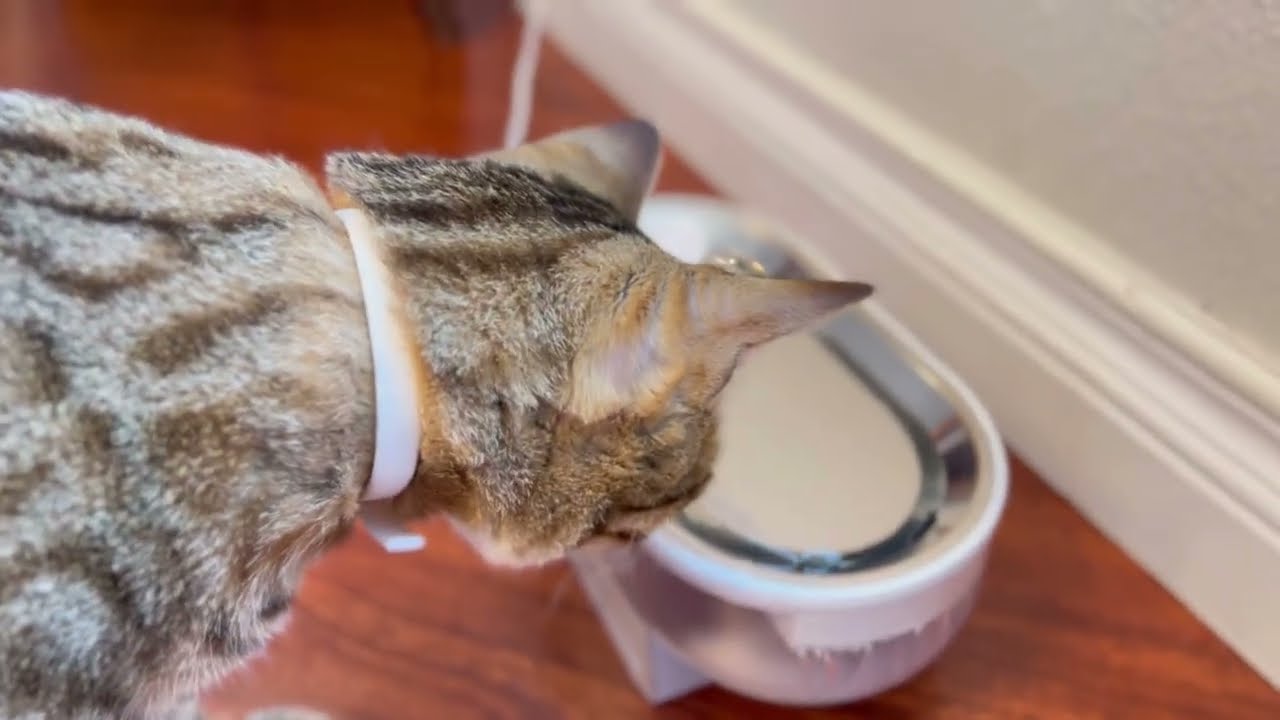 How to assemble and clean pet water fountain by Papifeed￼