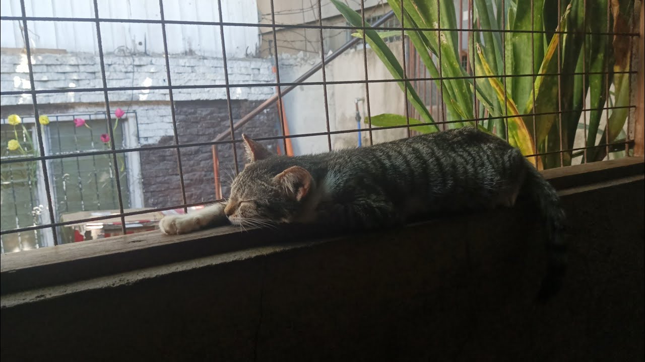 Fursian_Cat Quick Monday Live