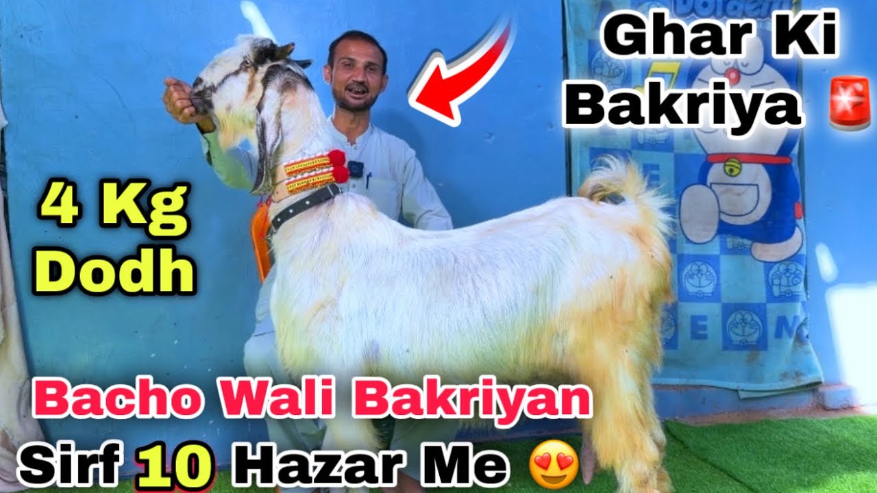 Ghar Me Karachi Ki Sasti Bacho & Dodh Wali Bakriyon Ki Mandi😍 Nana Goat Farm | Lalukhet Bakra Mandi 