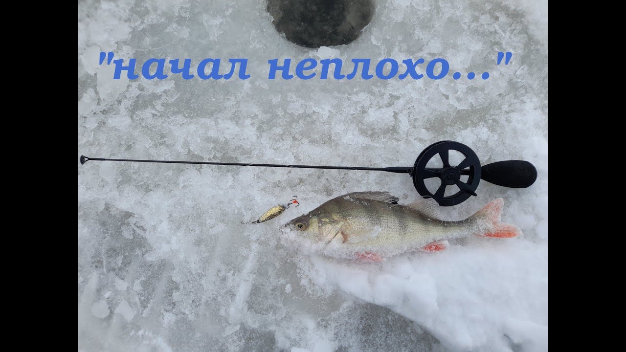 Окунь со льда на блесну, некрупный, но много!