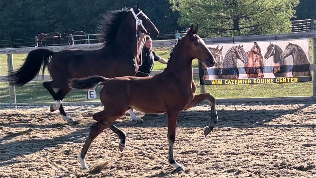 Dutch Harness Horse inspection at Wim Cazemier Equine Center in Spencerville, Indiana, USA