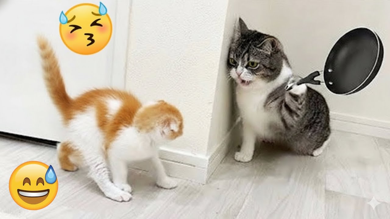 You Laugh You Lose 😆 The Best Funniest Cats and Dogs Moments Compilation 2026 🐾 Part 9
