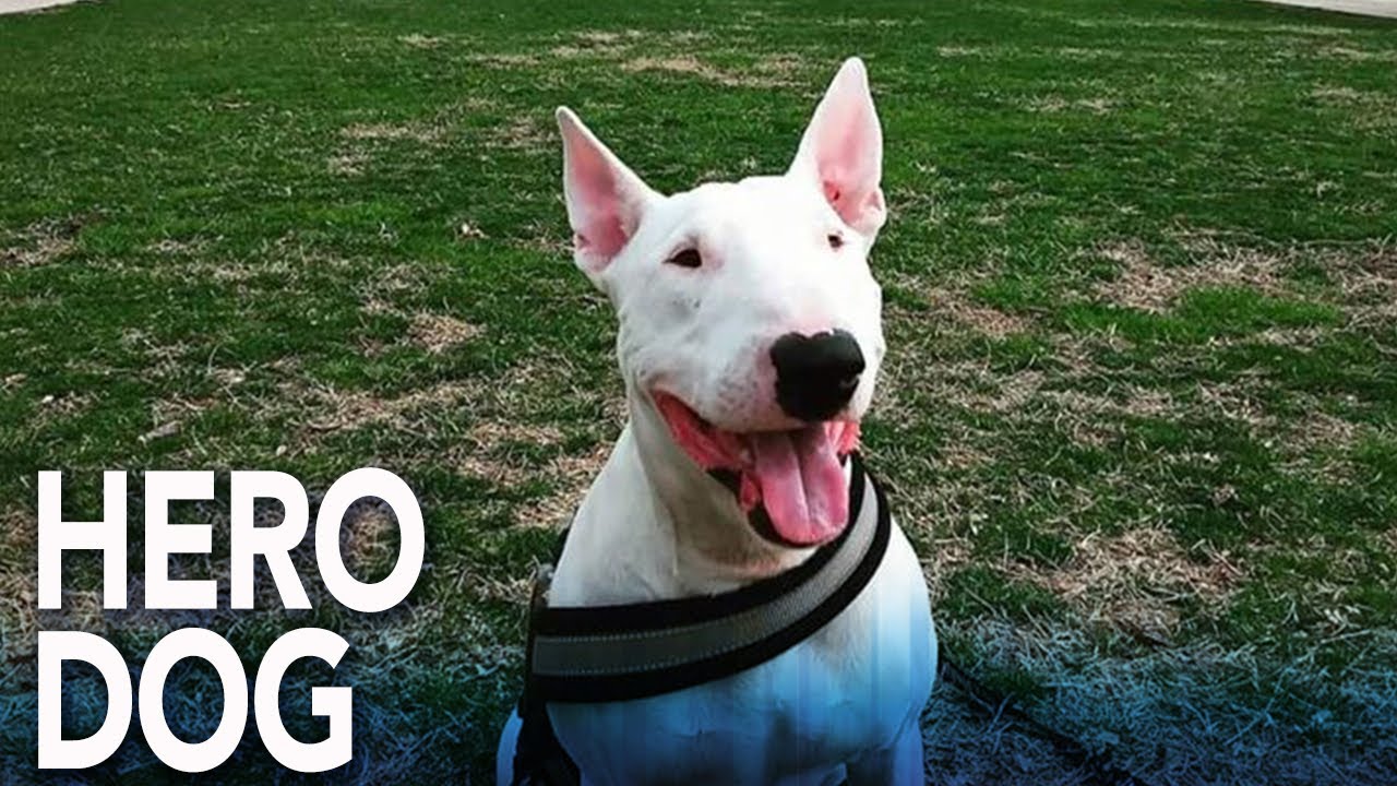 West Philadelphia dog fighting to survive after being shot while protecting owner