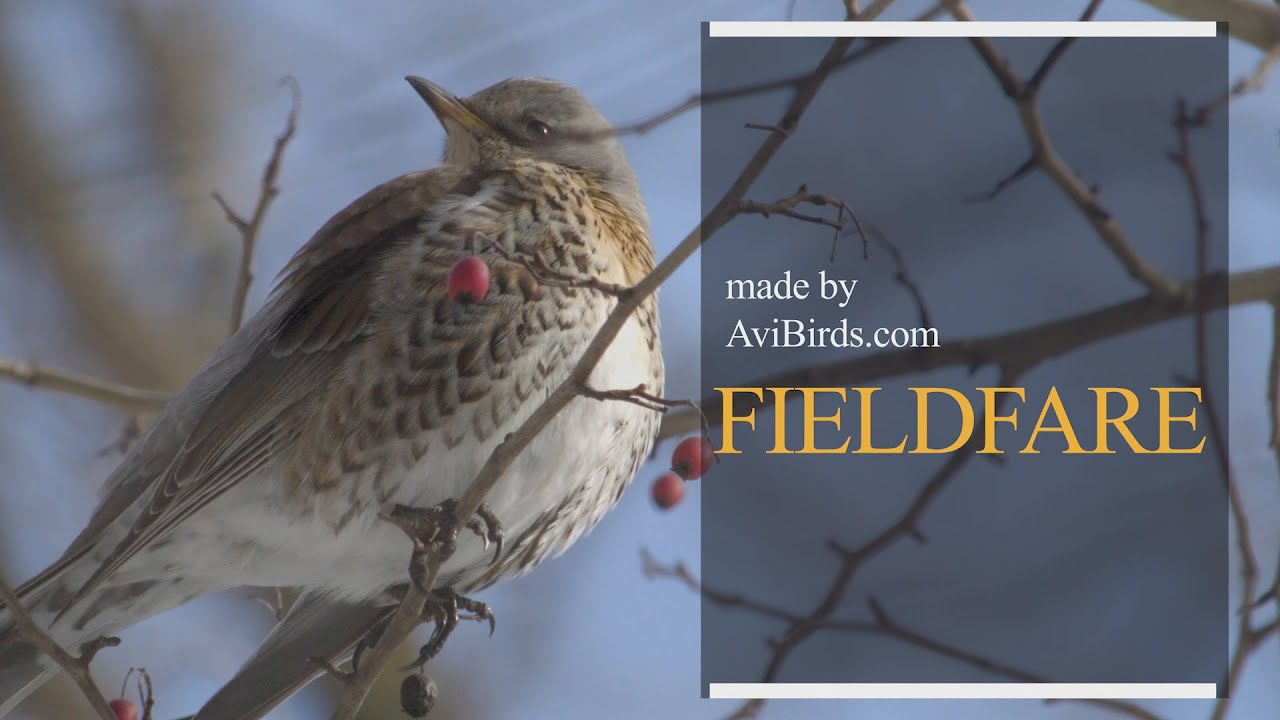 Fieldfare [Turdus Pilaris]