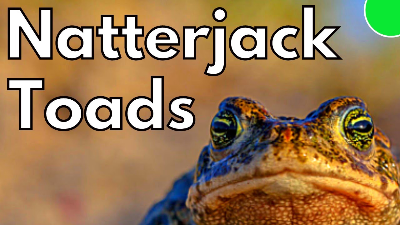 Britain’s Rarest: Natterjack Toads (and how to help them)