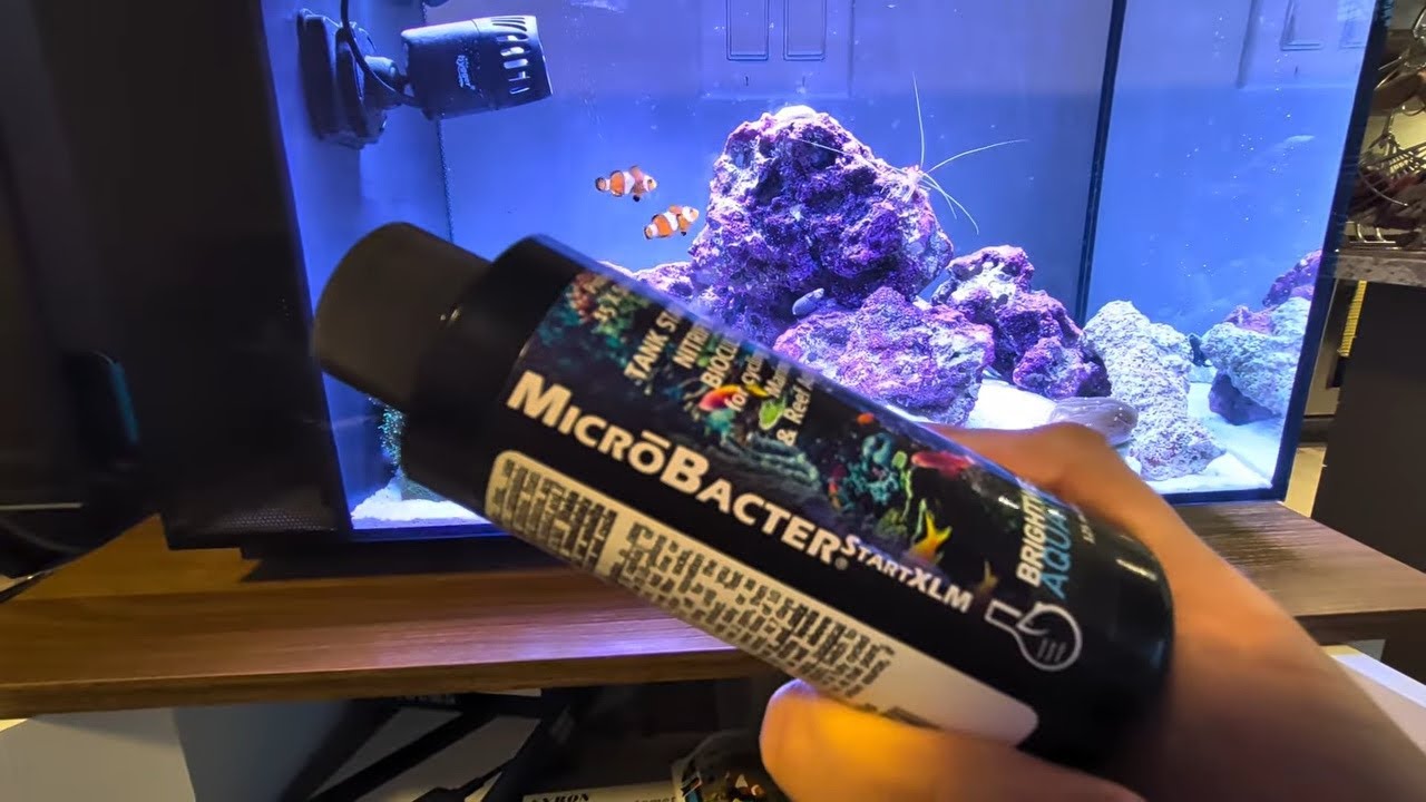Fluval Sea Saltwater Aquarium Setup: Sand, Testing, and Livestock!