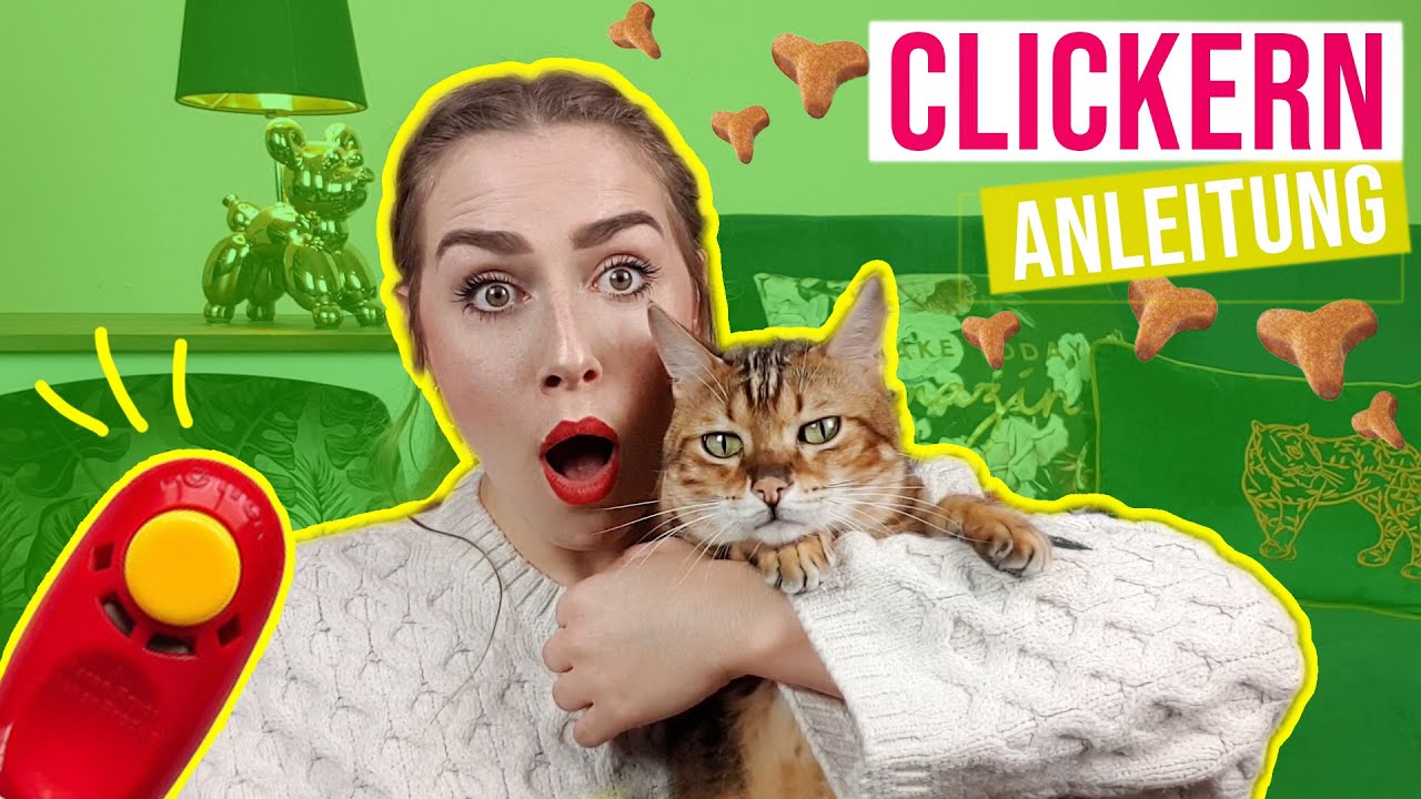 Clickern mit Katze /Besch&auml;ftigung, Intelligenz f&ouml;rdern & Tricks beibringen // Amely Rose & Catwalk