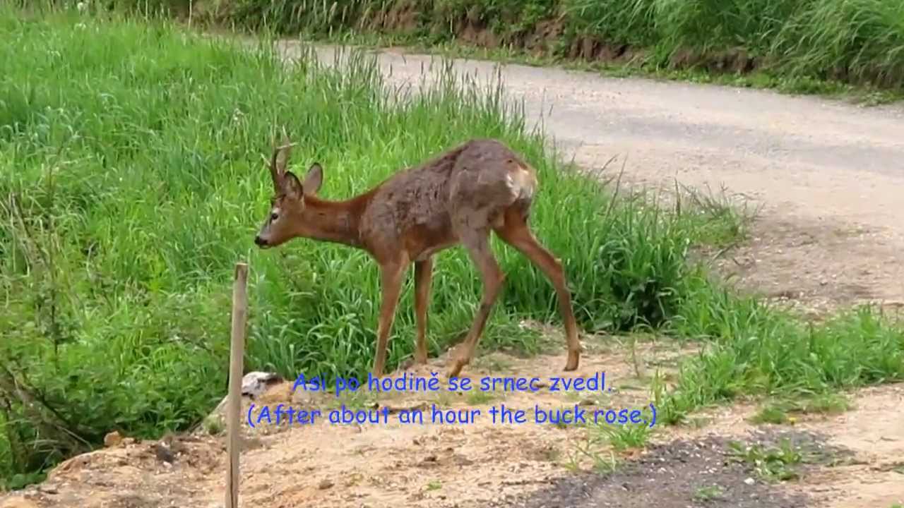 Srnec v Turnově. Roebuck in Town Turnov..wmv