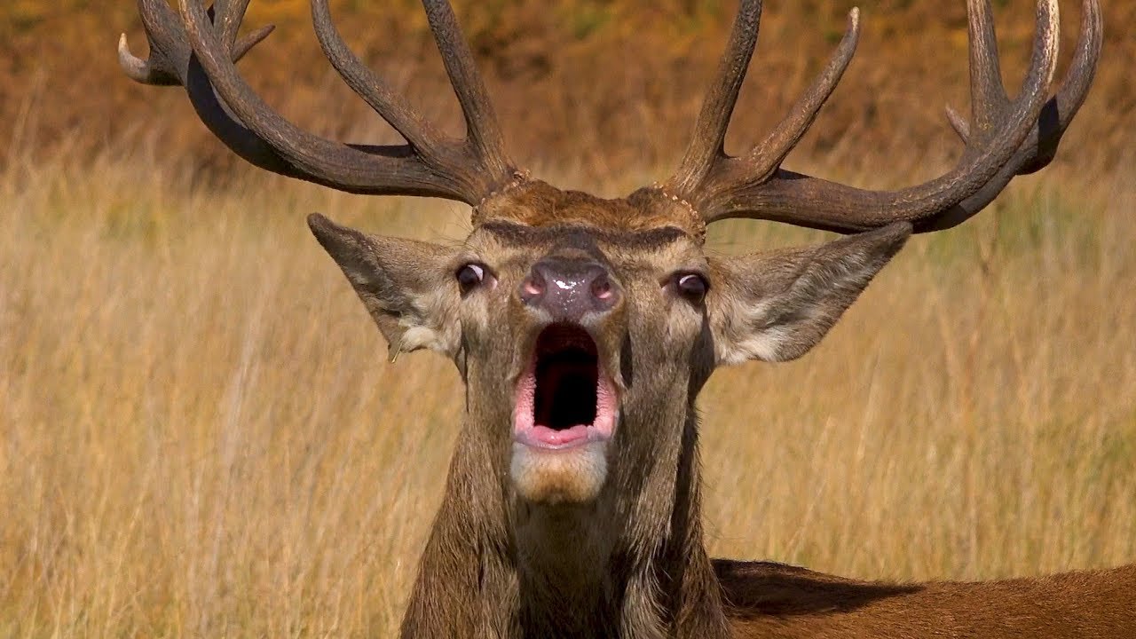 The Rut - Autumn in Richmond Park - Deer and Birds