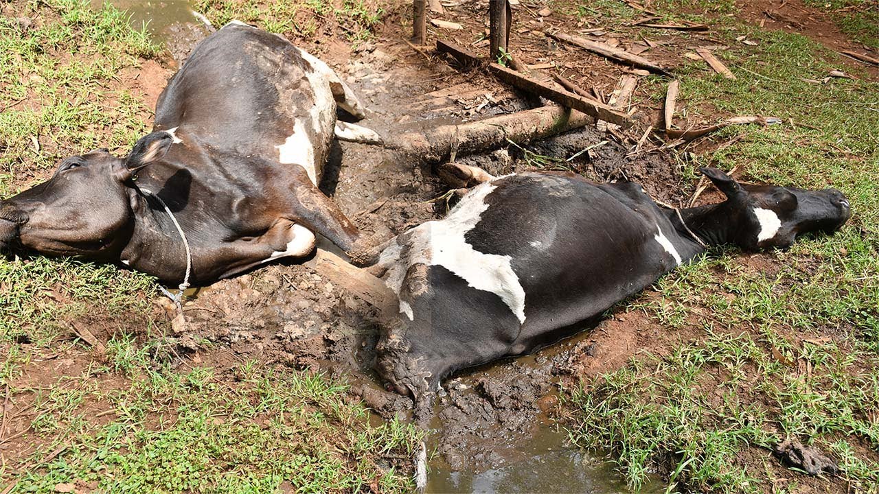 Out of jealously Abagusii yaani you decide to Poison neighbor's two dairy cows?