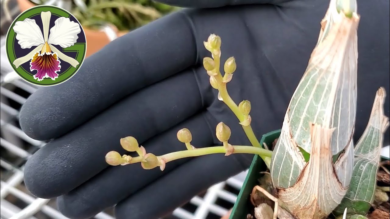 87 buds! • Orchid collection update • 26 November 2022