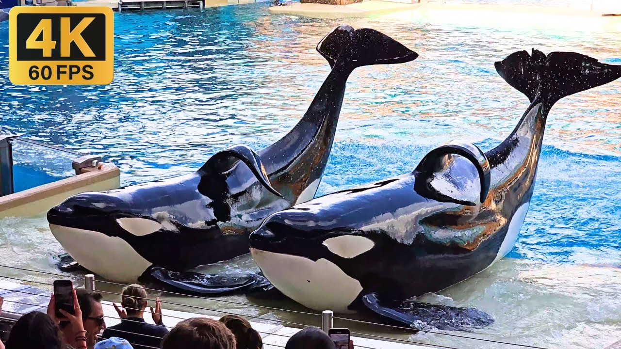 Новое шоу Orca 4K Encounter Show + дизайн нового стадиона Orca (SeaWorld Orlando), 2024 г.