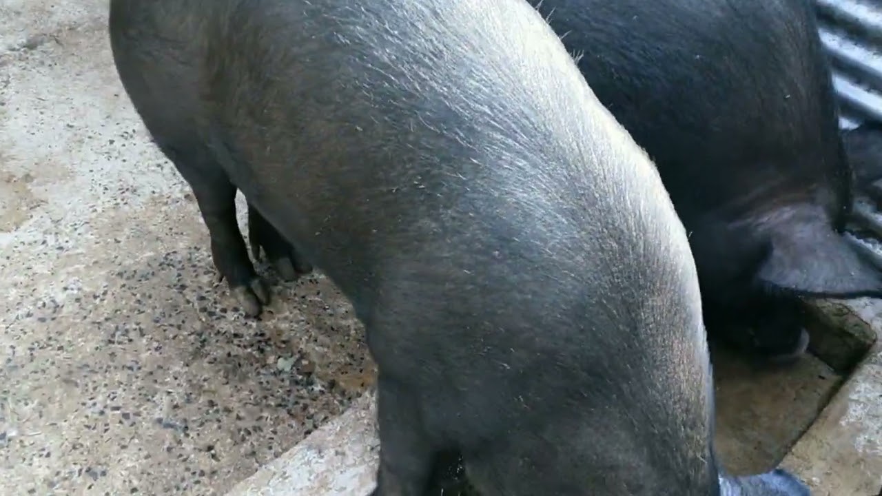 Pig Farm/TND Breeders/Jharkhand