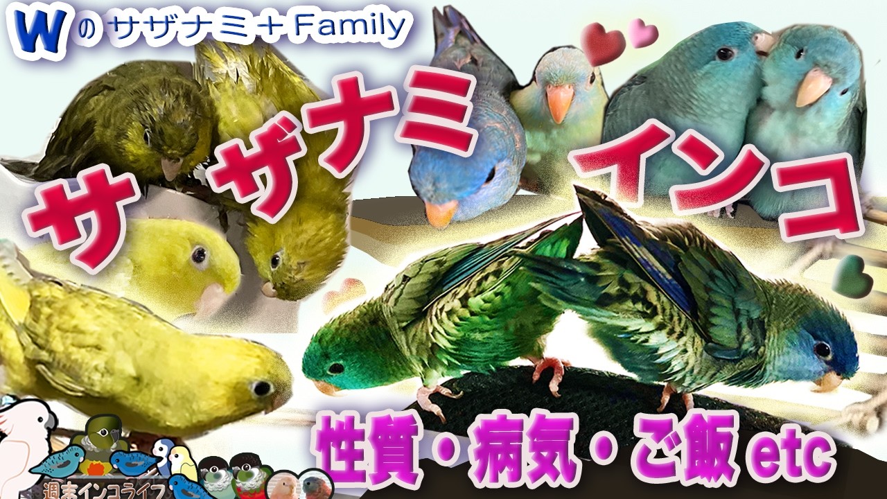 【保存版】サザナミインコお迎えしたい人へ送る：サザナミ情報知っとく？詰め込み！『週末インコライフ』 サザナミインコお迎え前に見てね！＃Barred Parakeet＃linnie