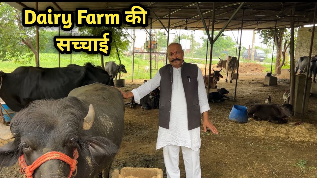 डेयरी फ़ार्म भवानी मंडी झालावाड़ राजस्थान | Dairy Farming Bhawani Mandi