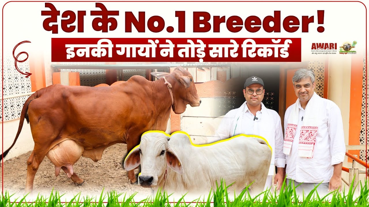 देश के No.1 ब्रीडर! ये सिर्फ गाय नहीं पालते, नस्लों का इतिहास लिखते हैं- 3 पीढ़ियों की मेहनत!