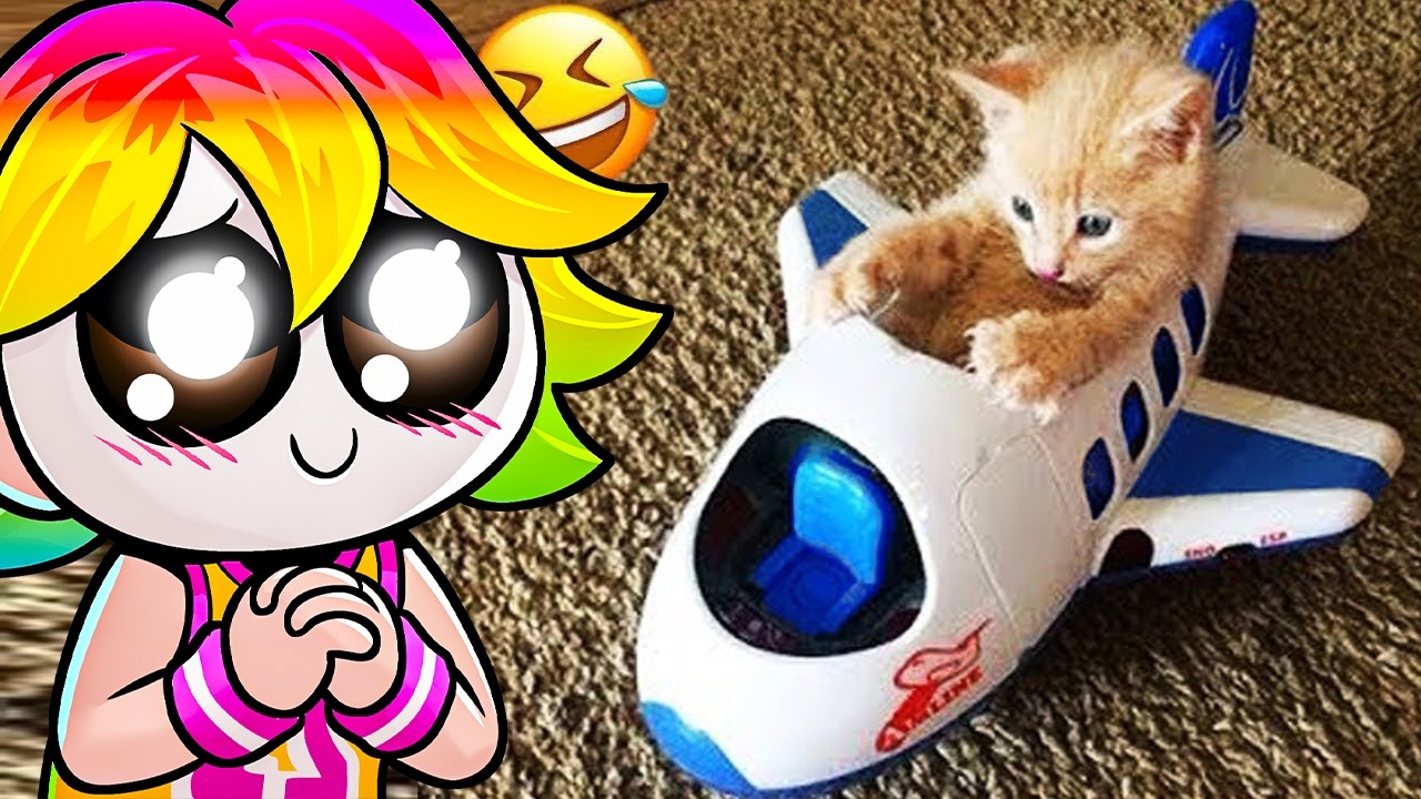 Los videos MAS RAROS de GATOS del Internet 3😨😍