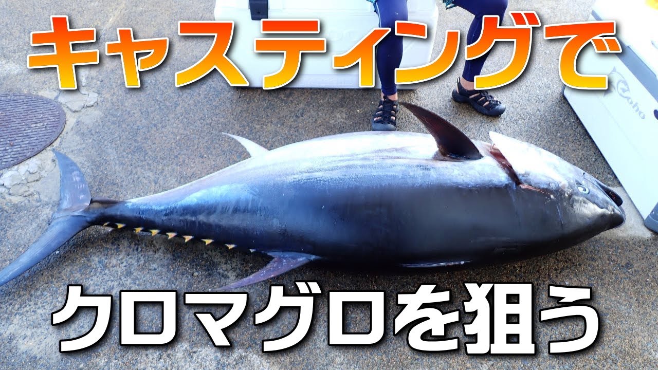 キャスティングでクロマグロを狙う～丹後半島沖