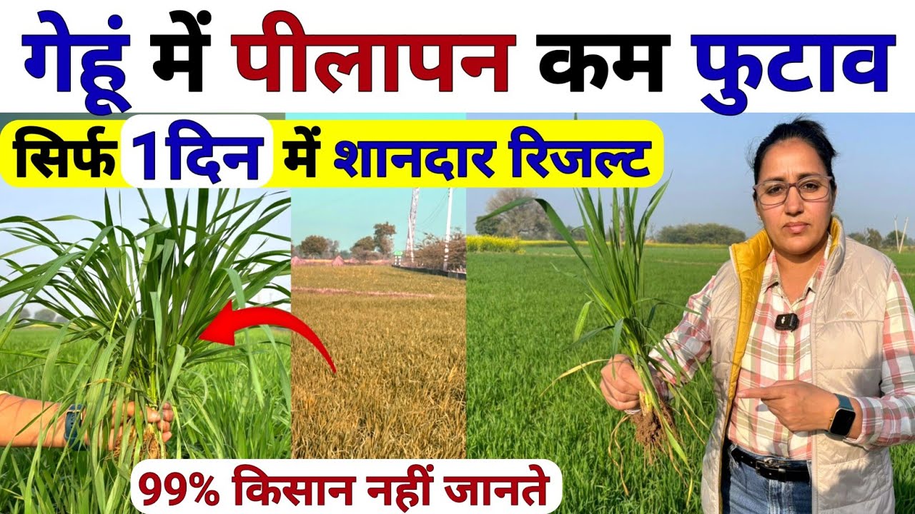 गेहूँ में भंयकर समस्या -पीलापन सिर्फ 1दिन में खत्म | Gehu me pilapan | Gehu me kalle kaise badhaye