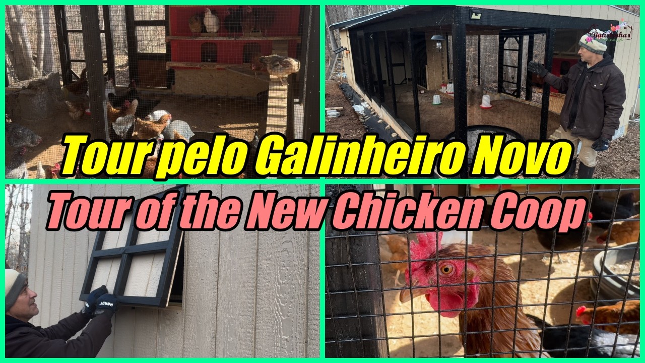 Tour pelo Galinheiro Novo / Tour of the New Chicken Coop