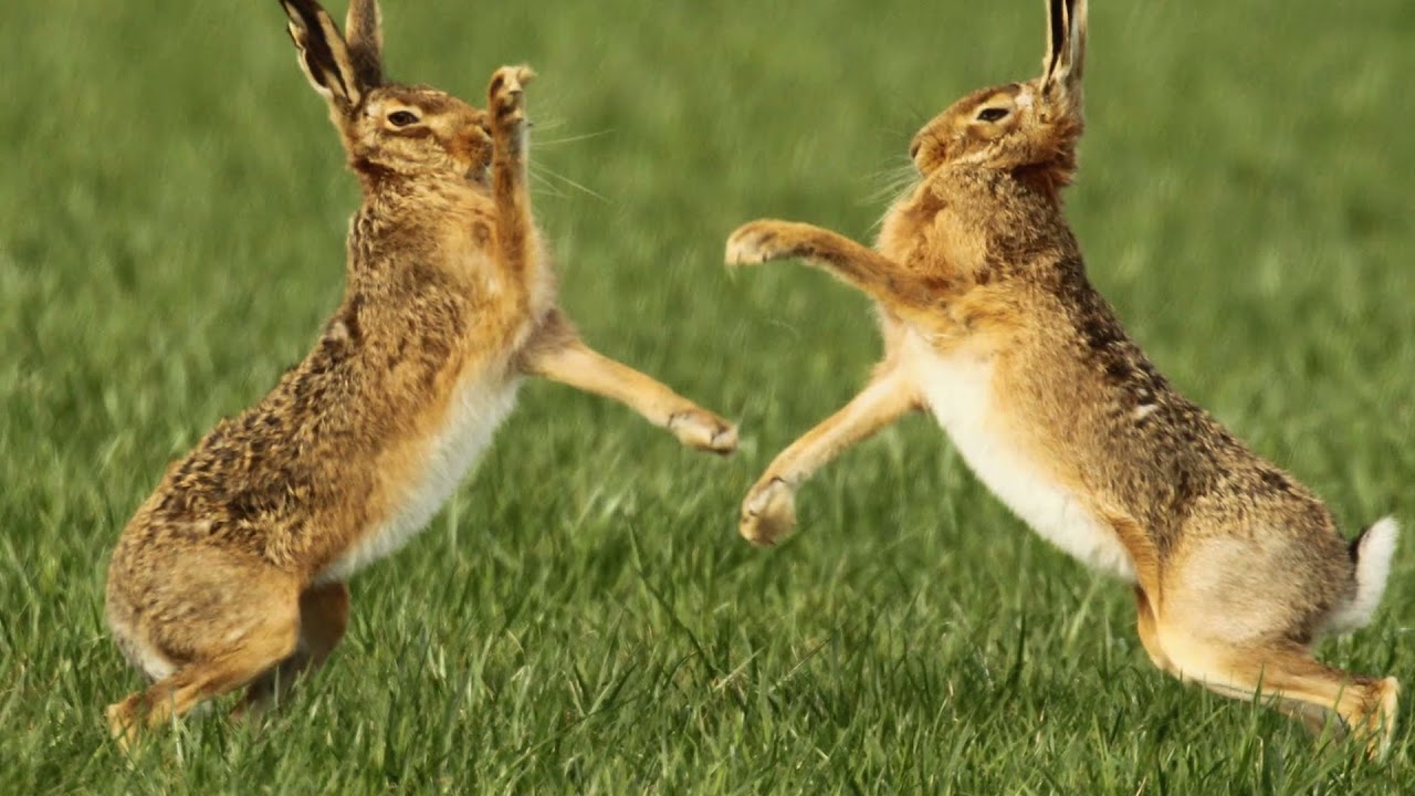 Animale Protettore Lepre