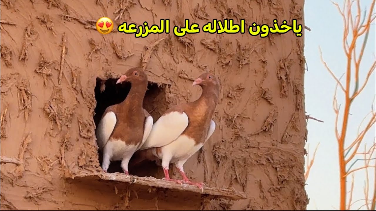 دخلنا مجموعة زغاليل بالبرج 🕊️😊👌