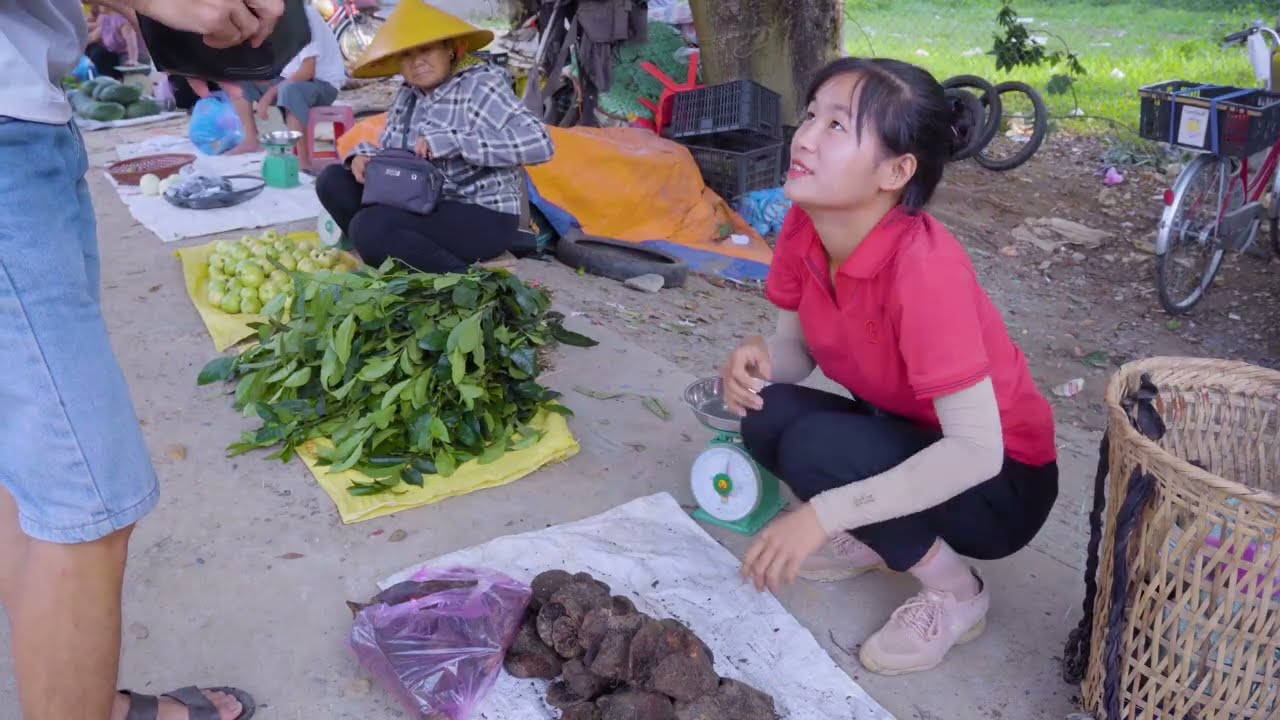 TIMELAPSE — Harvesting Rare King Ferns on the Mountain & Goes to Market Sell – Daily Living