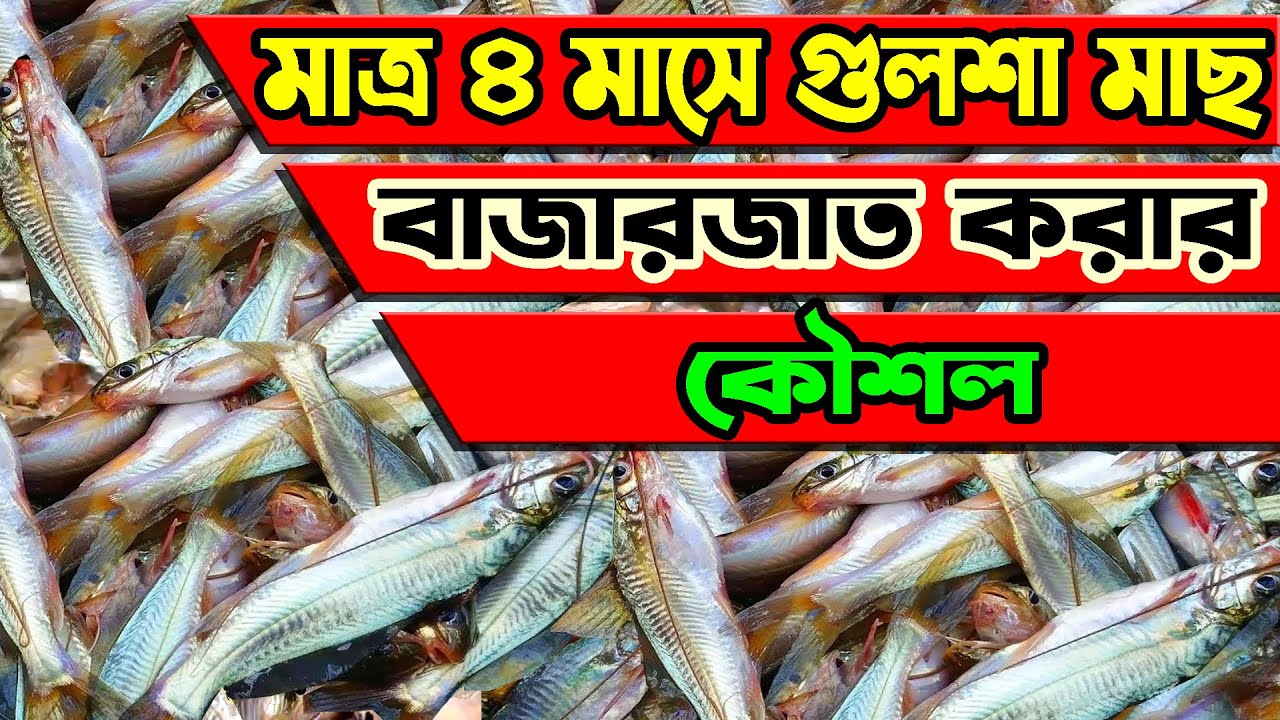 ৪ মাসে গুলশা মাছ বাজারজাত করার পদ্ধতি। How to complete gulsha fish farming within 4 Months.