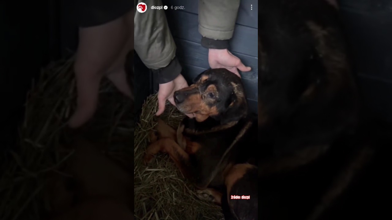 Te psy przeszły przez piekło 💔😭 #dog #dioz #help