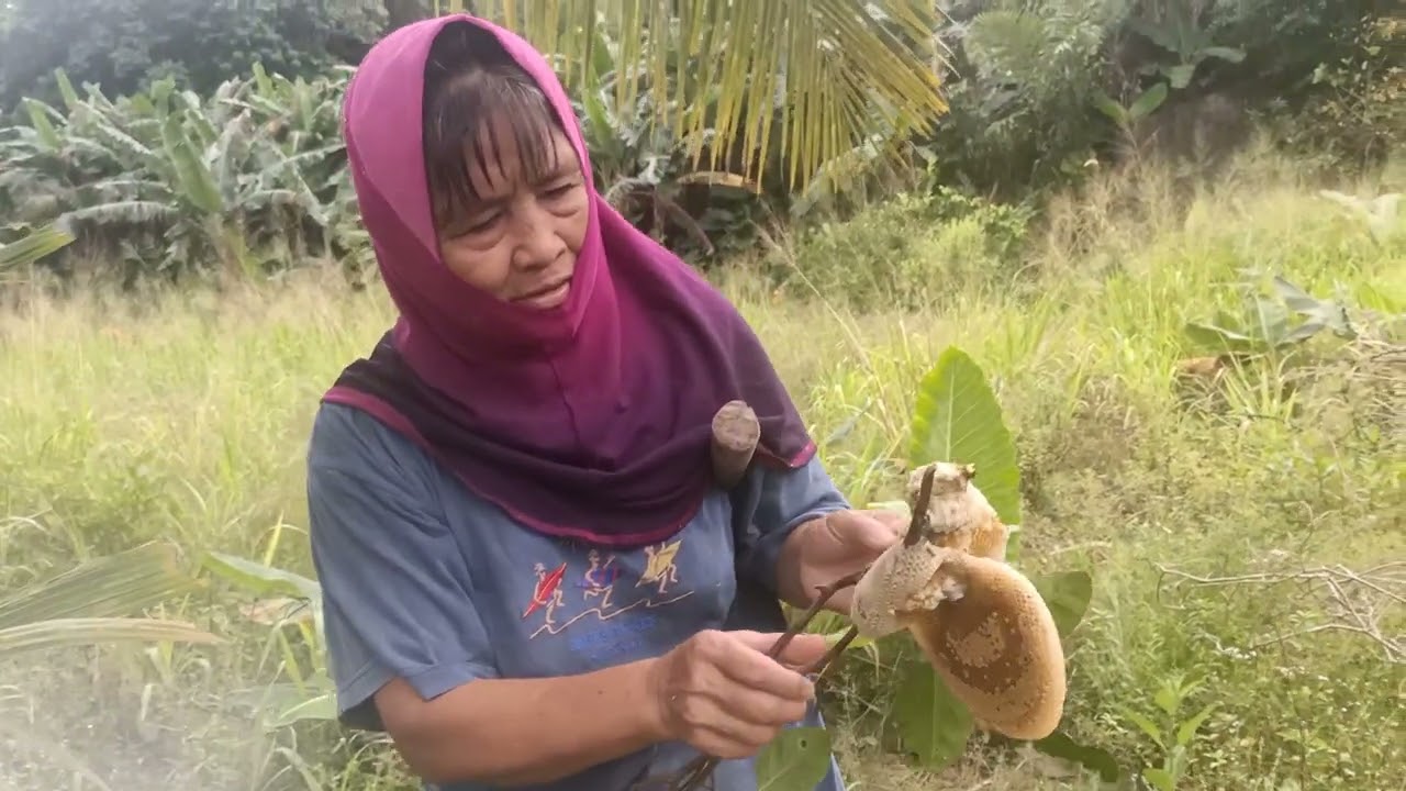 Ambil madu di kebun